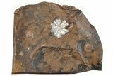 Fossil Fruit (Amersinia) - North Dakota #262432-1